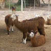 Les Lamas Du Nord De L'Argentine