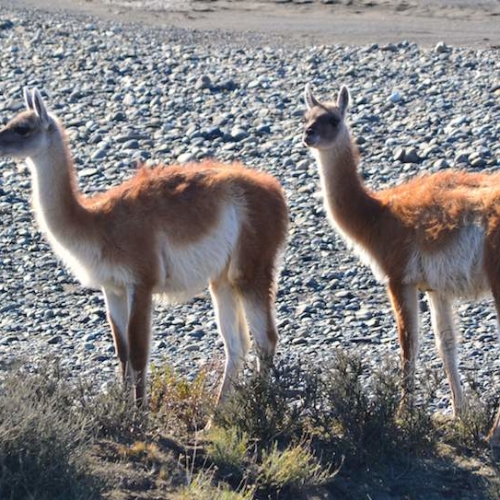 SLIDE 4 Guanacos