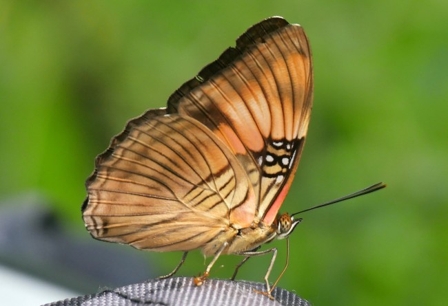 Papillon Voyage En Amazonie