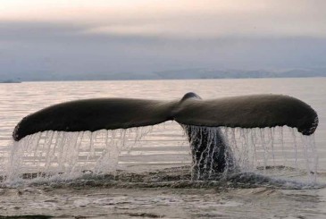 2  Baleine Terredefeu