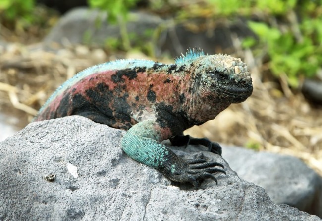 Galapagos Marine Iguana (Amblyrhynchus Cristatus) In La Espanola Island, Galapagos, Ecuador