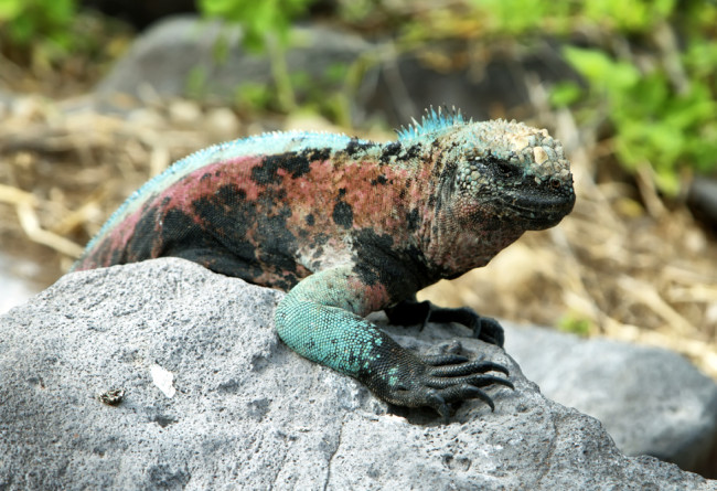 Galapagos Marine Iguana (Amblyrhynchus Cristatus) In La Espanola Island, Galapagos, Ecuador