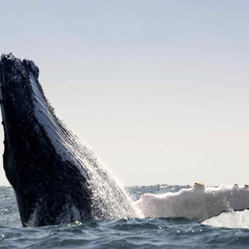 Photo Bas 1  Baleines Bis