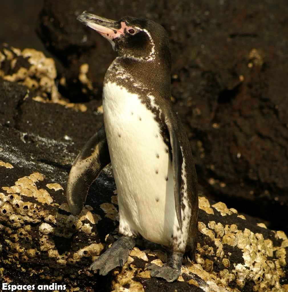 Le pingouin, Iles Galapapagos Photo : Espaces andins