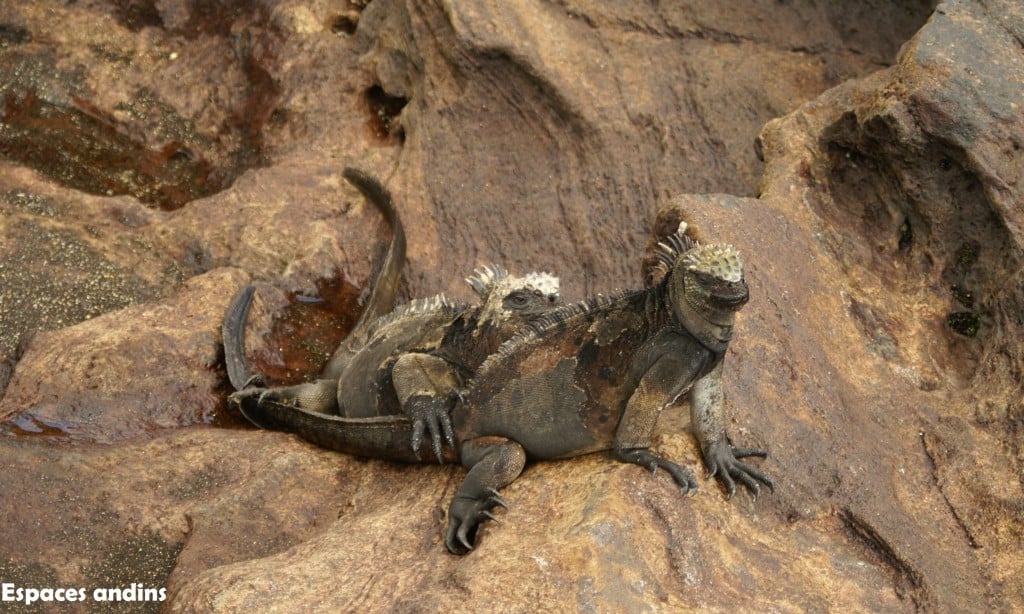 Iguanes - Iles Galapagos Photo : Espaces andins