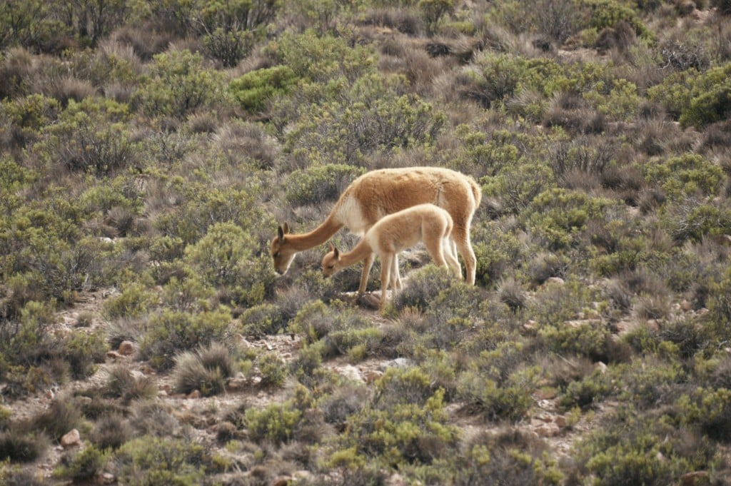Faune dans l'altiplano chilien