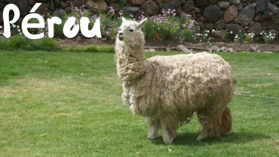 Lama Au Perou