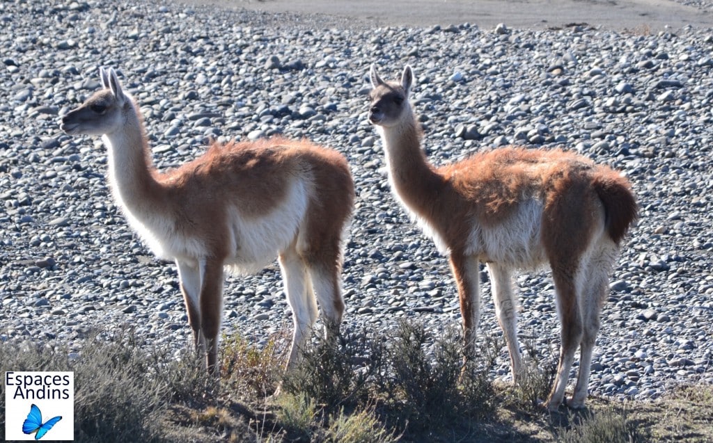 Les guanacos du Parc national Torres del Paine au Chili