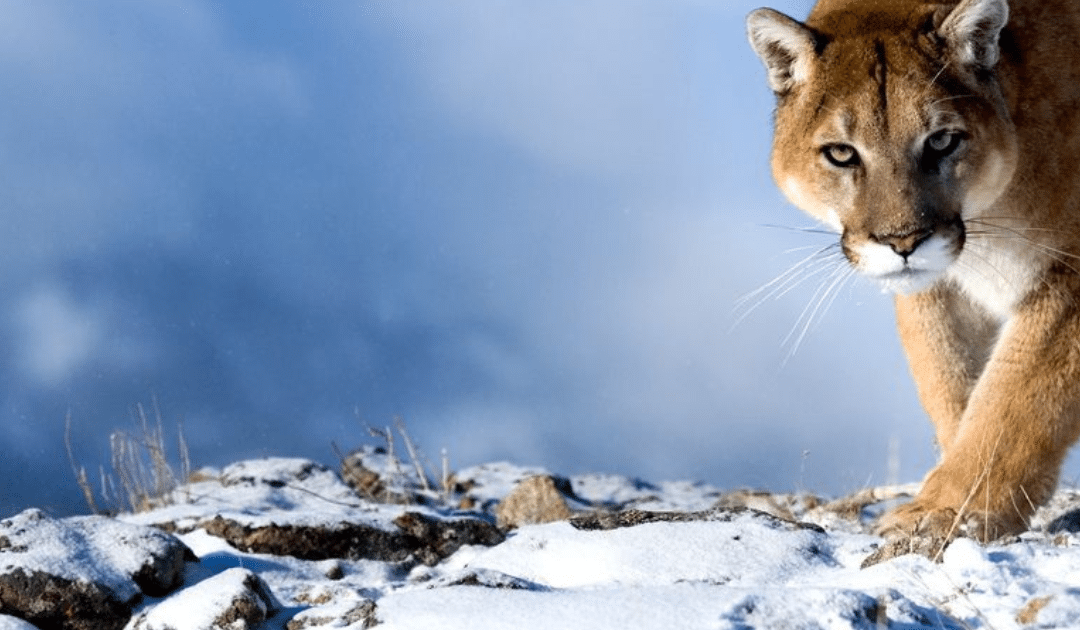 L’incroyable faune du Parc national Torres del Paine (Chili)