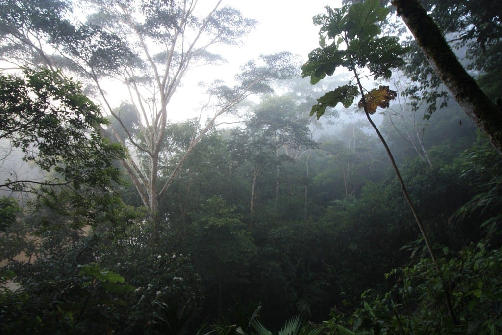 amazonie jungle