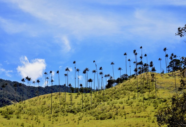 Les Palmiers De Cire De La Vallée De Cocora En Colombie