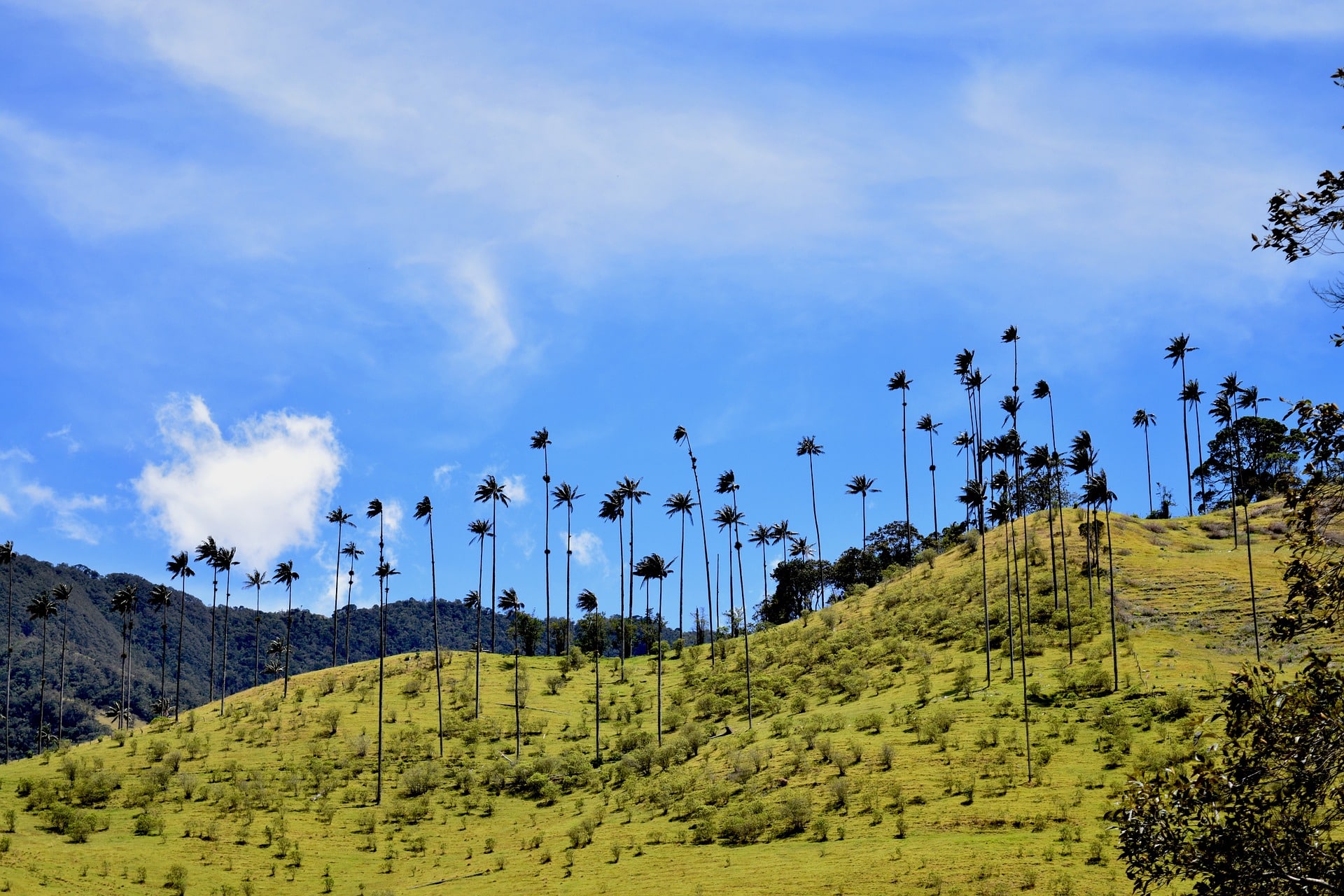 Les Palmiers De Cire De La Vallée De Cocora En Colombie