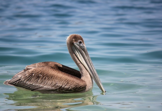 Le Pelican Faune De Tayrona