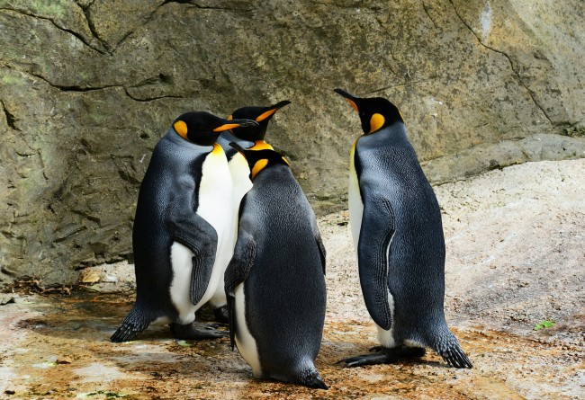 Les Manchots Royaux Que L'on Peut Observer En Terre De Feu Chilienne