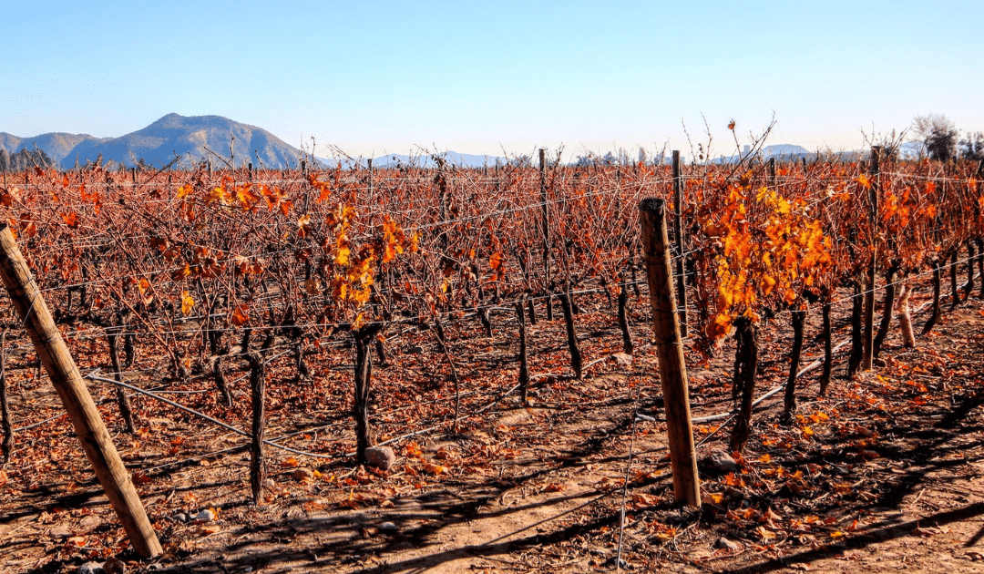 Sur la route des vignobles chiliens