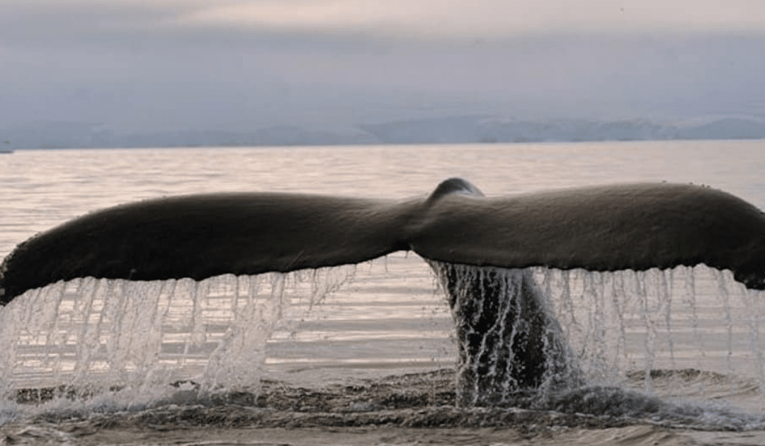 Où observer les baleines sur les destinations proposées par Espaces Andins ?