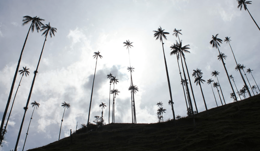 Une étape dans la zone du café en Colombie : la Vallée de Cocora