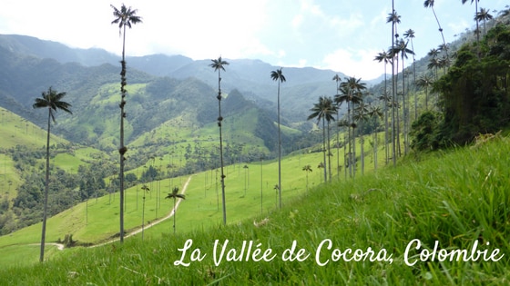 Une étape Dans La Zone Du Café En Colombie : La Vallée De Cocora