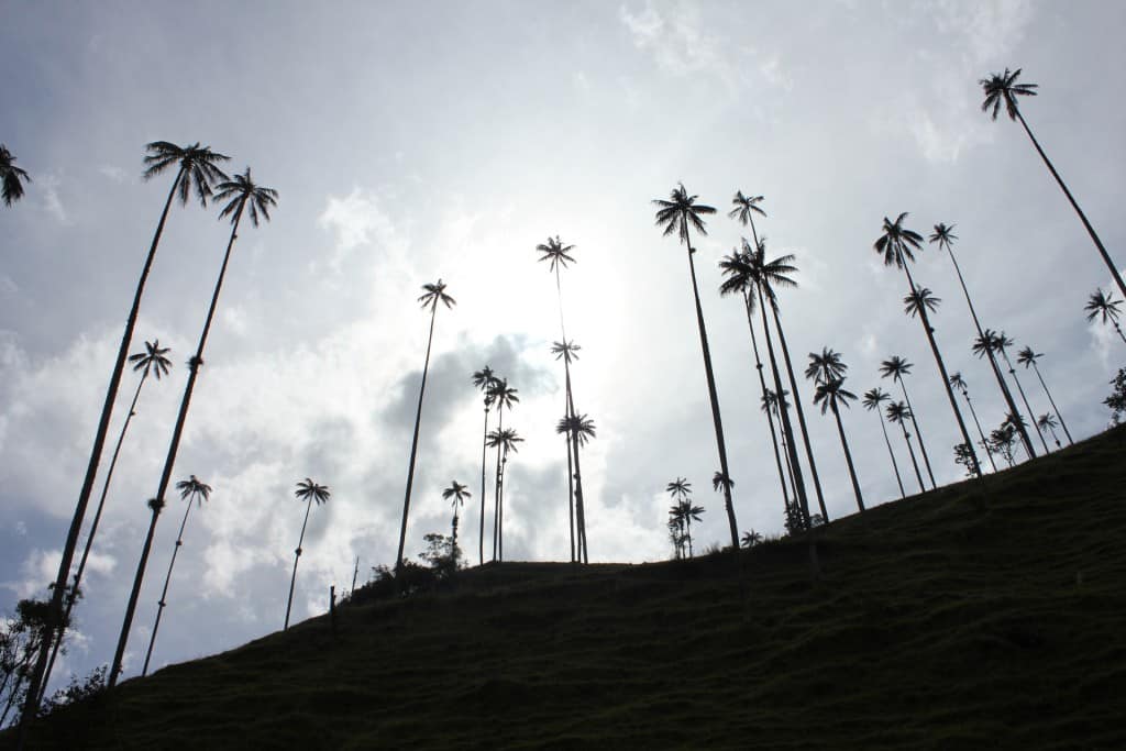Vallée de Cocora, Colombie