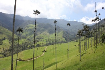 Les Palmiers De Cire De La Vallée De Cocora, En Colombie