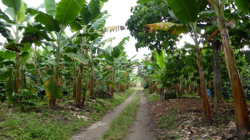 Arrivée à la finca dans la région du café, Colombie