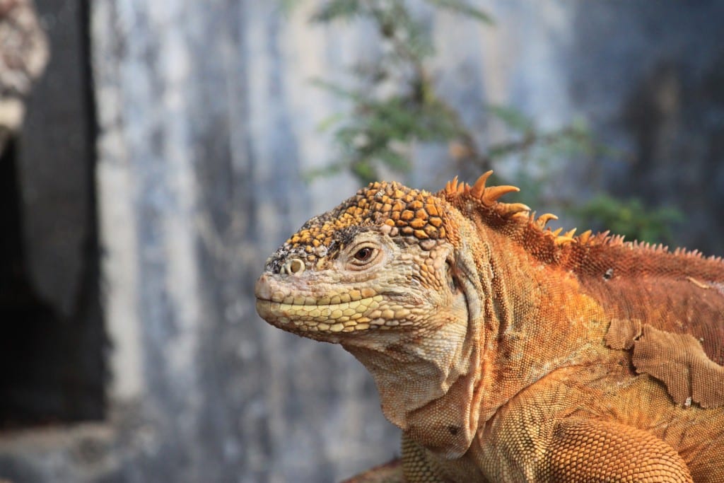 Iguane des Galapagos, Equateur