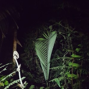 Observation De La Flore Lors D'une Promenade Nocturne Dans La Foret Colombienne