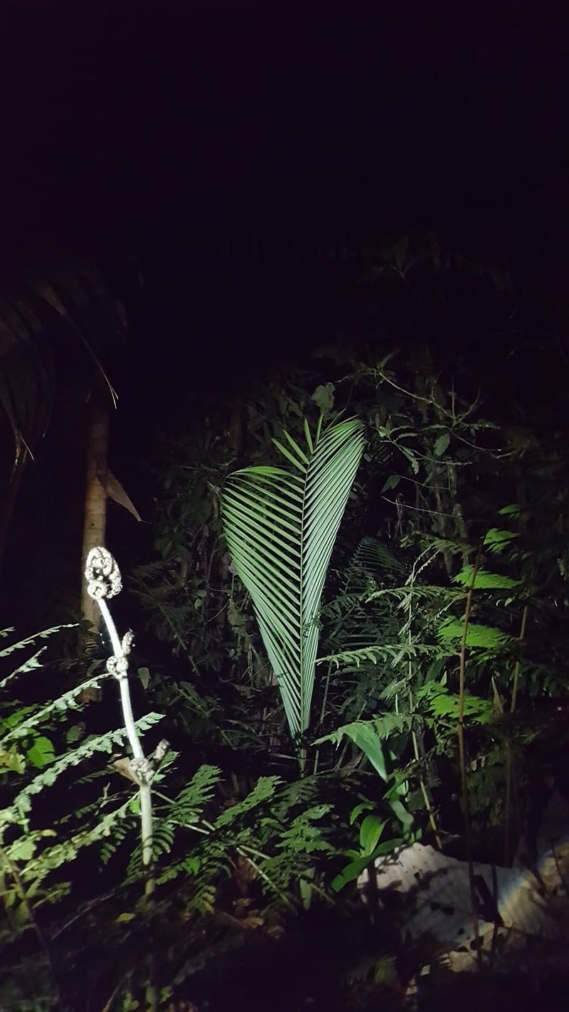 Observation De La Flore Lors D'une Promenade Nocturne Dans La Foret Colombienne