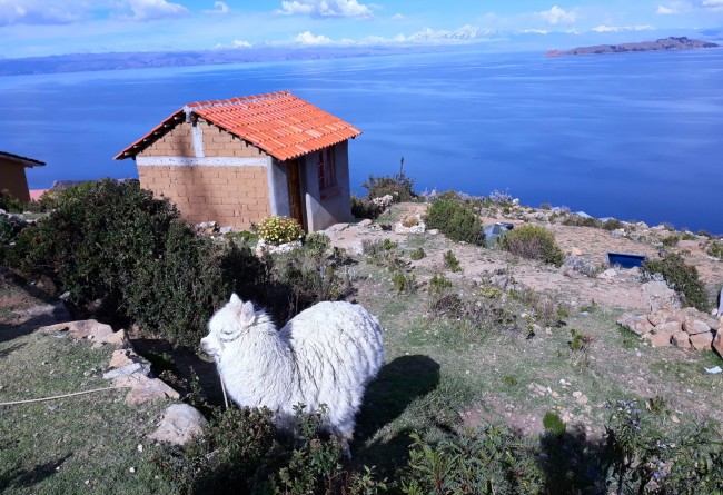 Alpaca, Ile Du Soleil, Lac Titicaca, Bolivie