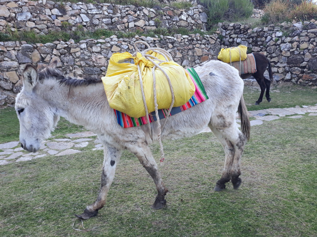 Transport de bagages, marchandises, eau sur la Isla del sol, Titicaca, Bolivie Photo ; Espaces andins