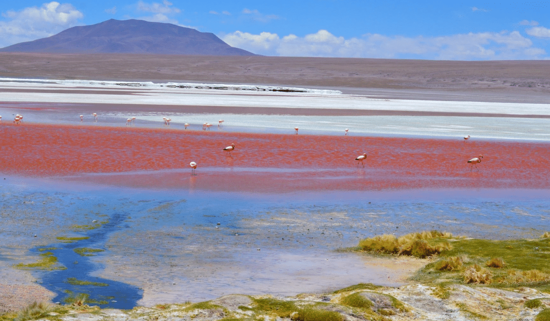 Le Sud-Lipez et ses lagunes colorées : mon premier coup de coeur en Bolivie