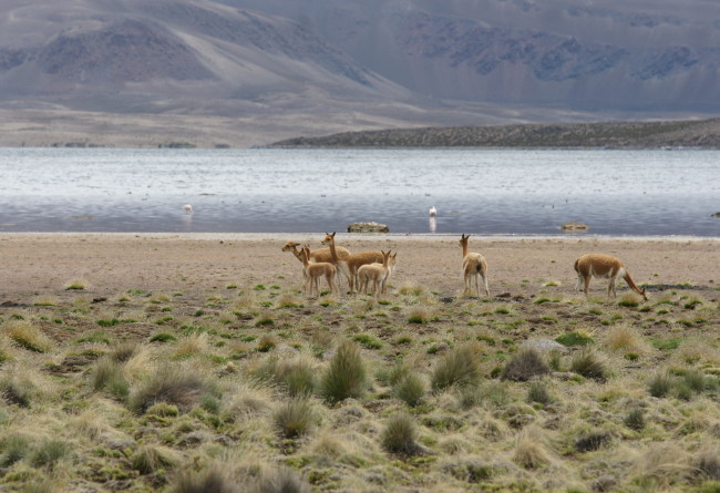 Altiplano Chilien Et Animaux