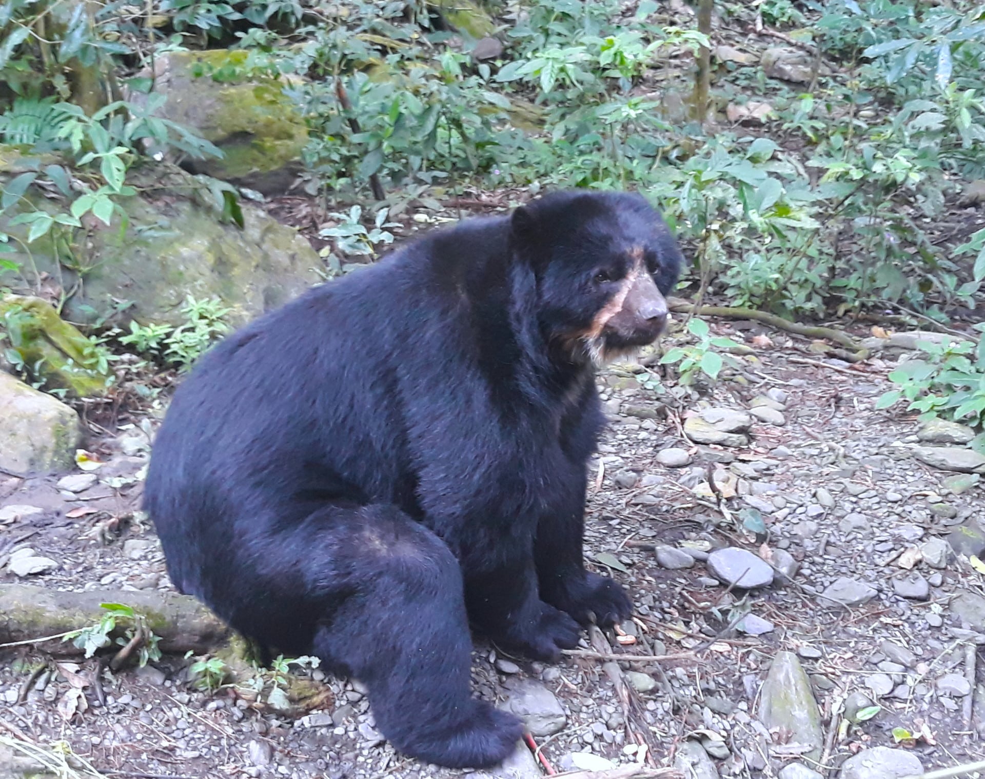 L'ours à Lunettes Dans Le Refuge Senda Verde, Bolivie