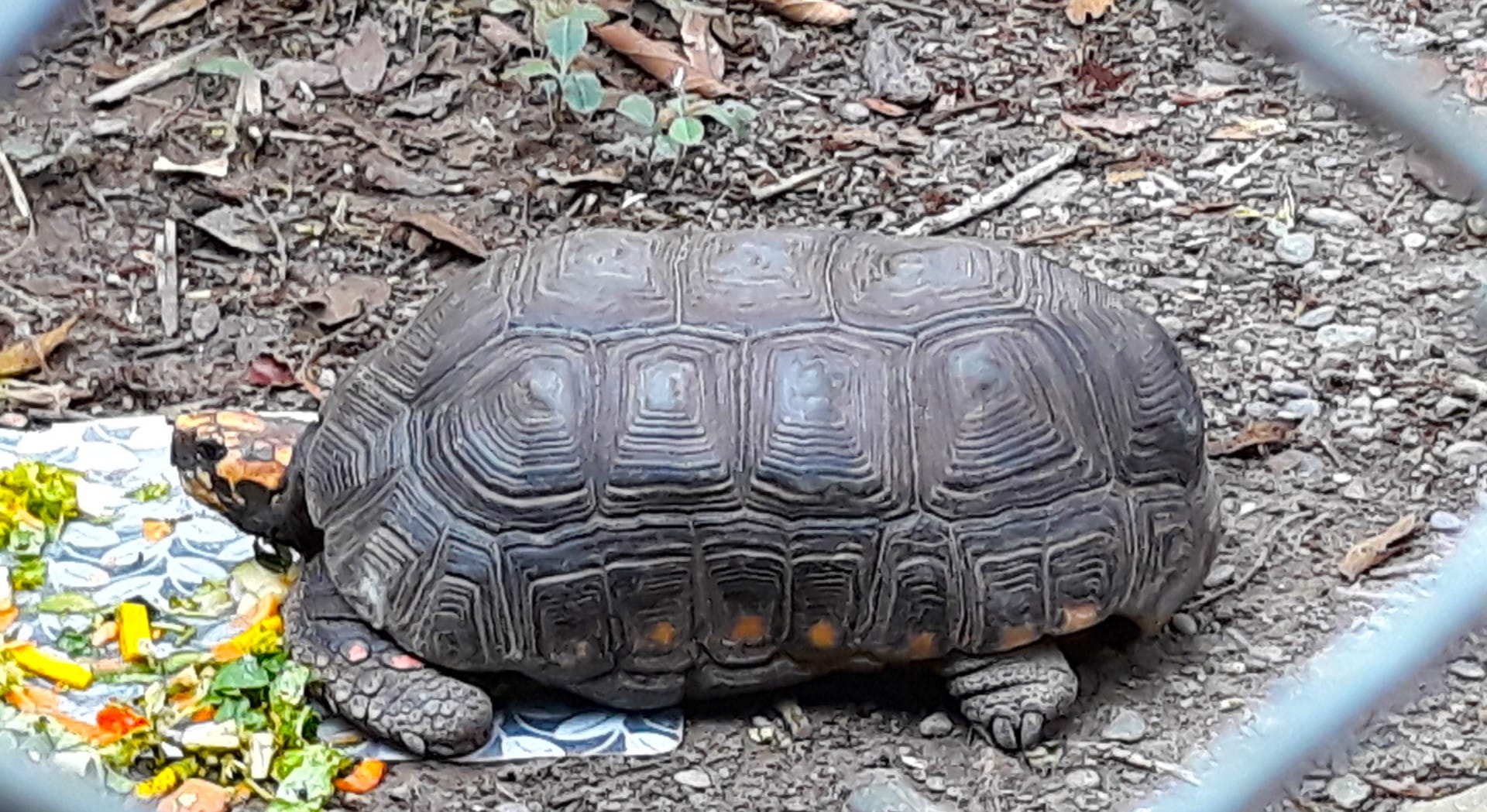 Tortue Refuge Animalier Senda Verde En Bolivie