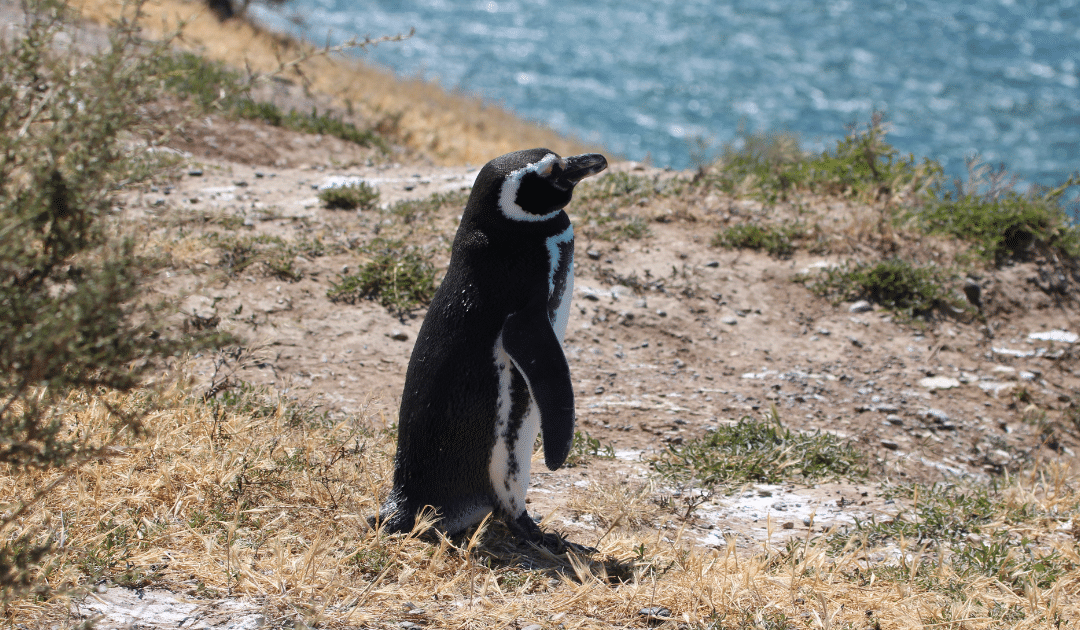 Où observer les manchots en Patagonie ?