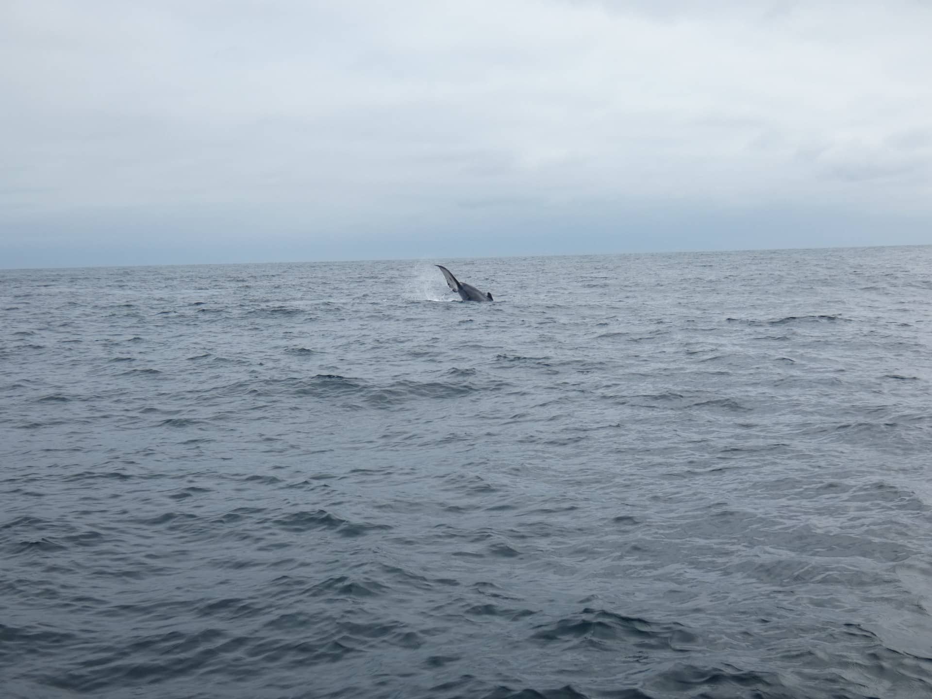 Baleines En Equateur Au Large De La Isla De La Plata