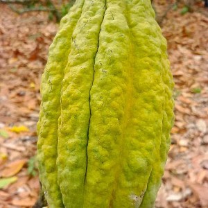 Cacao équateur