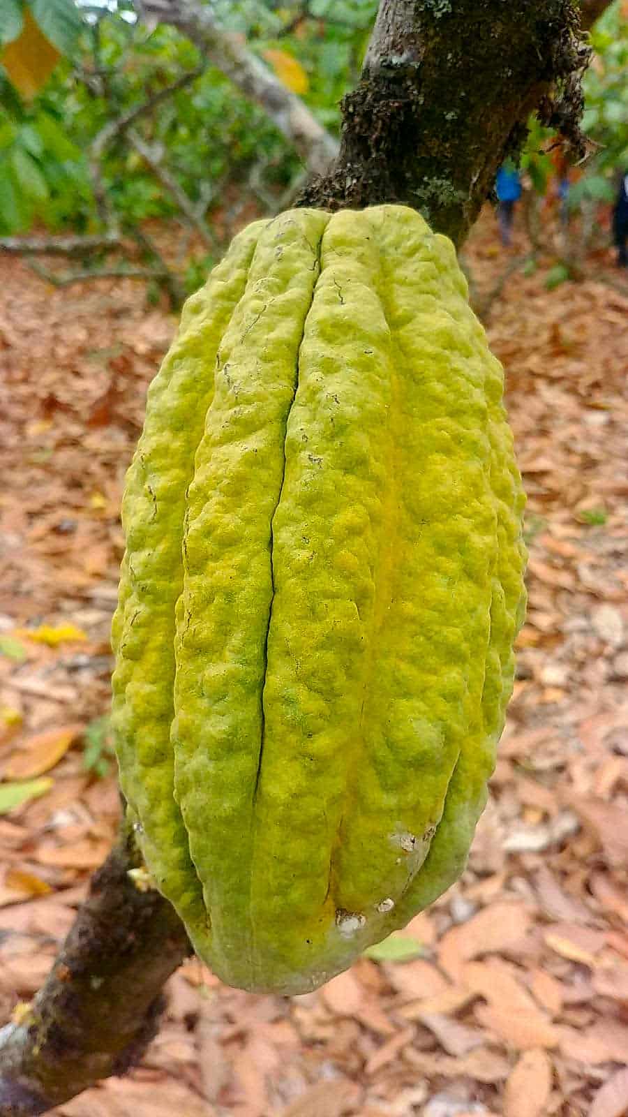 Cacao équateur