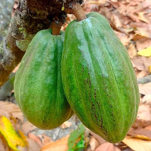Cacao Equateur Cote Pacifique