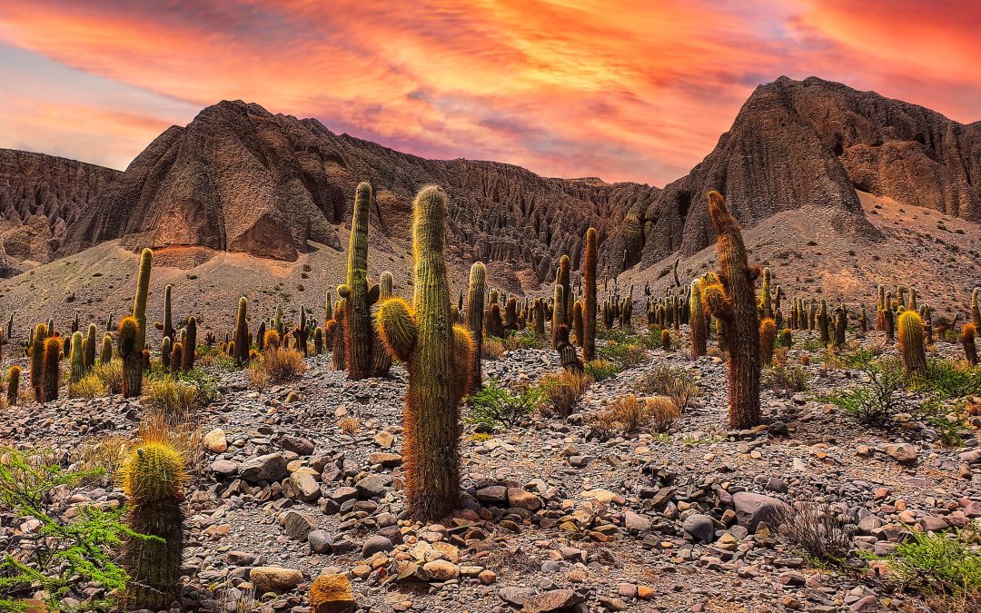 Circuit Une Nature à l’État Pur en Argentine, Bolivie et Chili