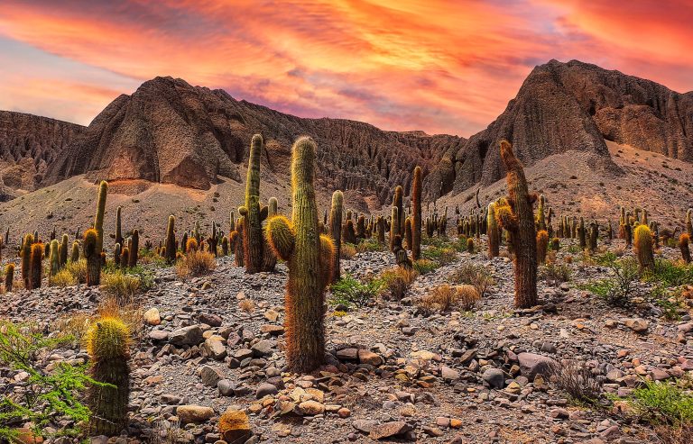 Cactus à Salta, Argentine : Une vue pittoresque de la végétation désertique de Salta, mettant en avant les cactus, offrant une expérience authentique de la beauté naturelle de la région. Photographe : Hector Ramon Perez - Unsplash