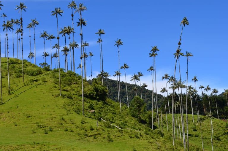 Cocora, Quindio, Colombie : Une vue pittoresque de la vallée de Cocora, célèbre pour ses impressionnants palmiers de cire, offrant une expérience unique de la nature colombienne. Photographe : Nitovic - Pixabay
