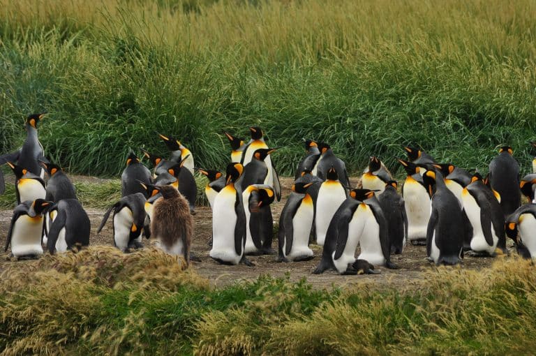 Pingouins sur un champ d'herbe verte en Terre de Feu, Chili : Une vue charmante de pingouins profitant d'un environnement naturel verdoyant en plein jour, offrant une expérience unique de la faune chilienne. Photographe : Josefina Di Battista - Unsplash