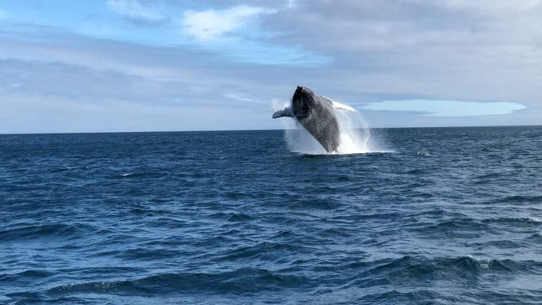 Majestueuse baleine noire nageant dans les eaux cristallines des Galápagos, un spectacle rare de la vie marine de l'archipel. Photographe : Bryan Thompson - Unsplash