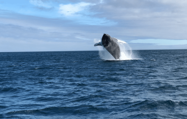 Majestueuse baleine aux Galápagos, une rencontre exceptionnelle avec la faune marine de l'archipel. Photographe : Bryan Thompson - Unsplash