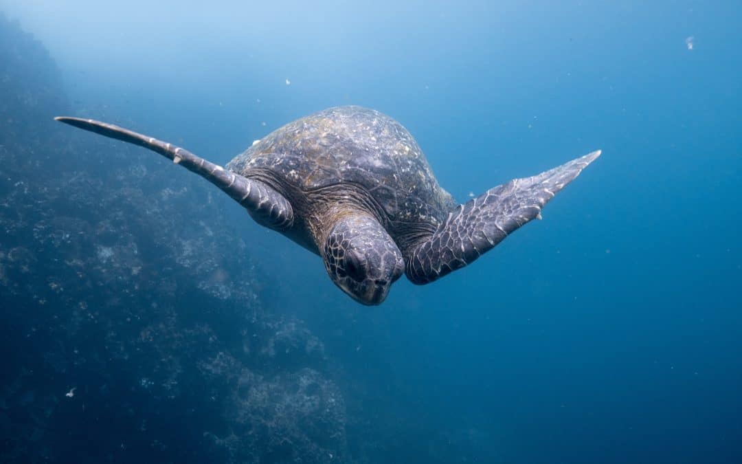 Croisière aux Galápagos avec le Santa Cruz II