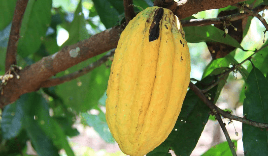 La chaleur de l’Equateur, la couleur du cacao et la douceur du chocolat