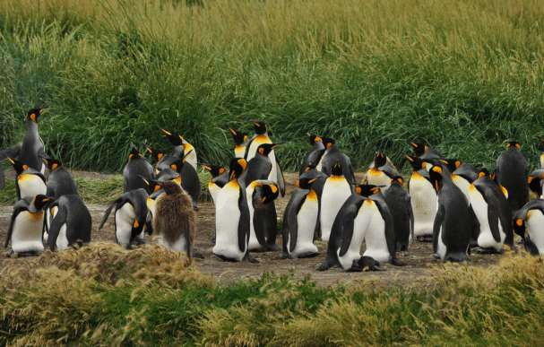 Rencontre avec des pingouins sur un champ d'herbe verte à Tierra del Fuego, Chili : observation de la faune en pleine nature. Photographe : Josefina Di Battista - Unsplash