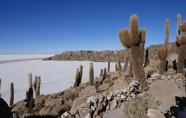 Paysage Unique du Salar d'Uyuni avec des Cactus Majestueux - Bolivie, une merveille naturelle dans le désert d'Uyuni offrant une vue exceptionnelle sur un désert de sel parsemé de cactus géants. Photographe : Espaces Andins