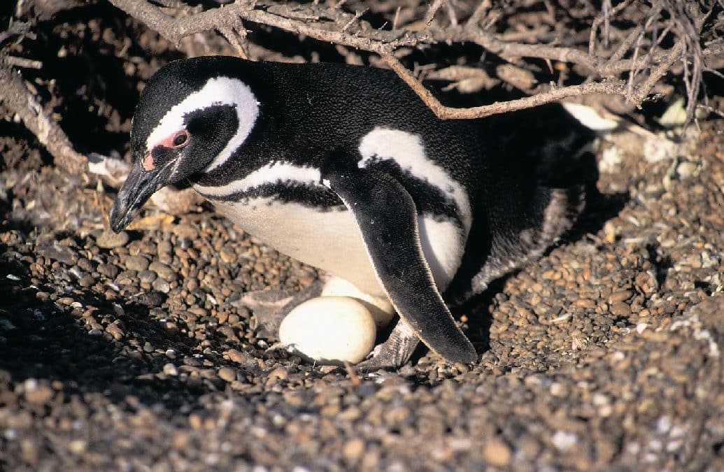 Les oiseaux de la Patagonie argentine